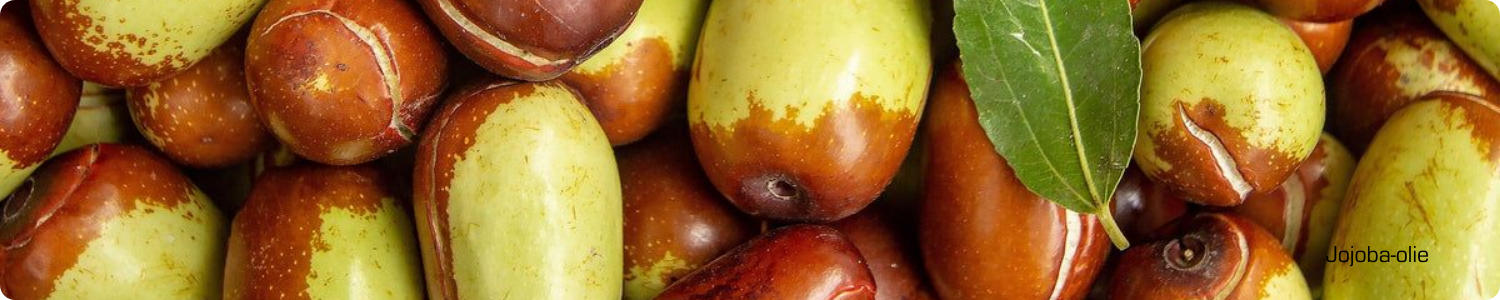 Een verzameling van rijpe, bruine en groenachtige jojoba-vruchten waaruit natuurlijke jojoba-olie wordt geperst.