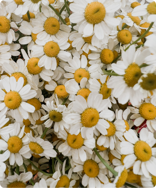 Een close up van een veld vol witte kamillebloemen met gele harten die symbool staan voor de natuurlijke ingrediënten in de Extenso Clear Skin lijn.
