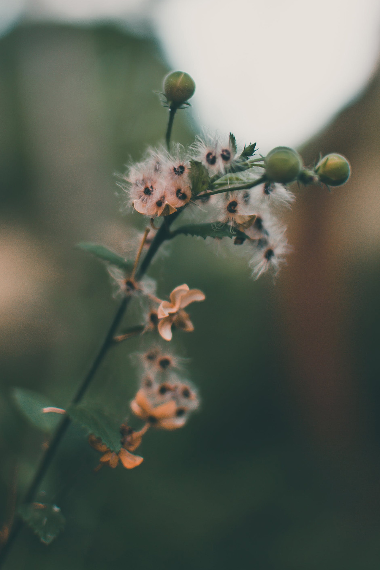 Panthenol als cosmetica ingrediënt panthenol plant