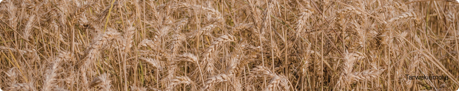 Een close-up van een goudbruin tarweveld met rijpe tarwen, de natuurlijke bron voor tarwekiemolie.