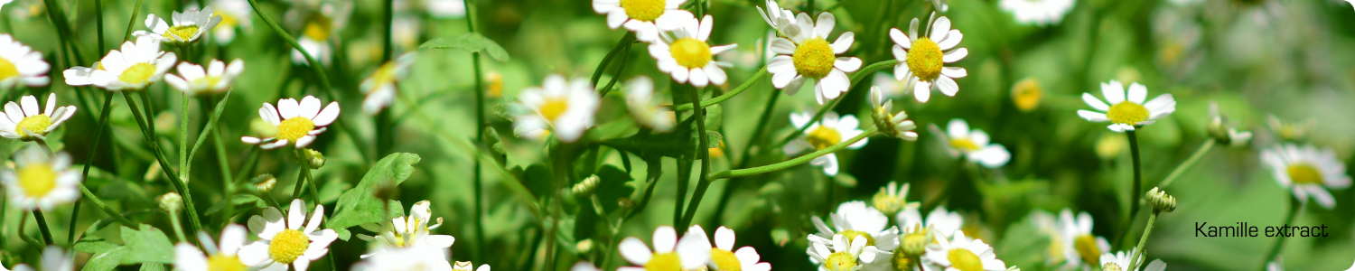 Een veld vol met bloeiende witte kamillebloemen in de bloei