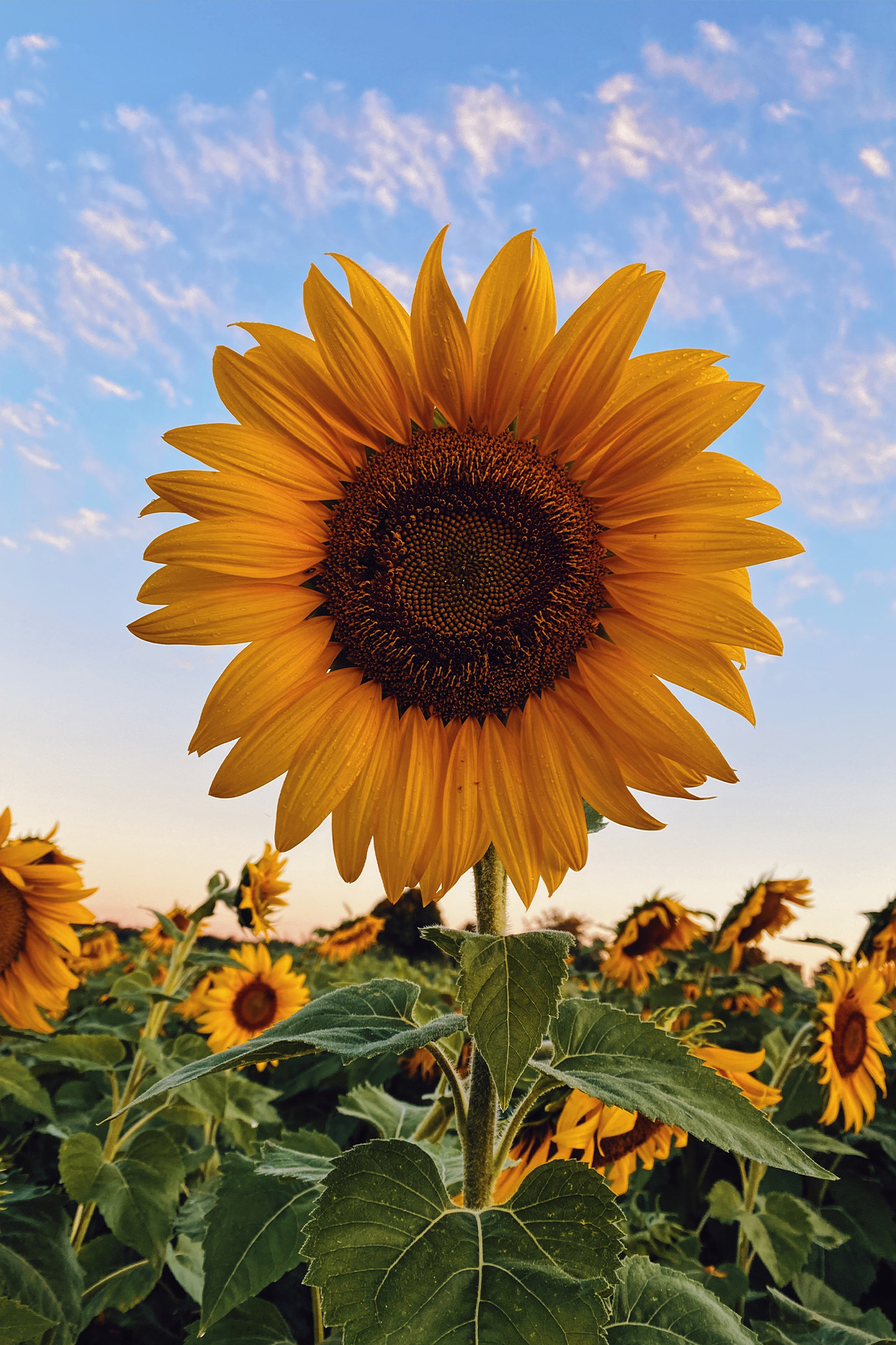 Zonnebloemolie als cosmetica ingrediënt Zonnebloem in het veld