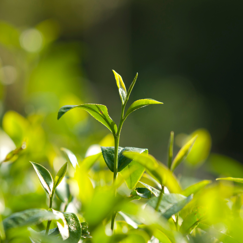 ingrediënt tea tree tea-tree-als-cosmetica-ingrediënt