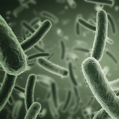 Microbioom-bacterie-Rebiome